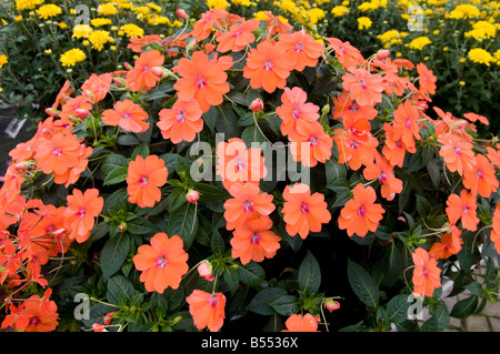 Impatiens Balsam Busy Lizzie `Spectra`. New Guinea Group. Bright salmon pink flowers in full bloom. Stock Photo